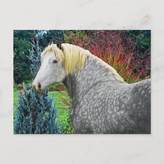 Carte Postale "Odin" (Devant)