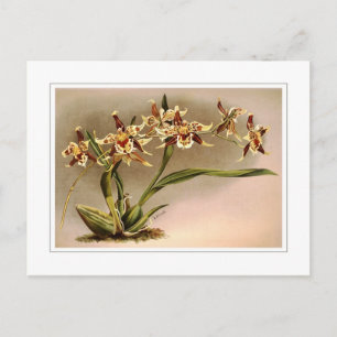 Carte Postale Odontoglossum hallii xanthoglossum