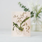 Carte Postale Odontoglossum Hastatum (Debout devant)