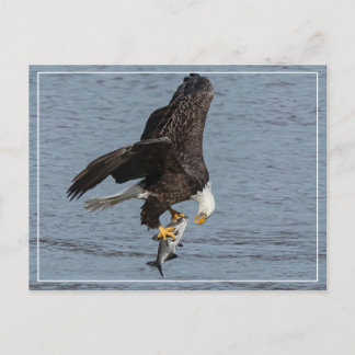 Carte Postale Oeil à oeil