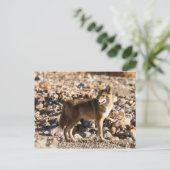 Carte Postale Oeil attentif (Debout devant)