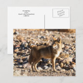 Carte Postale Oeil attentif (Devant / Derrière)