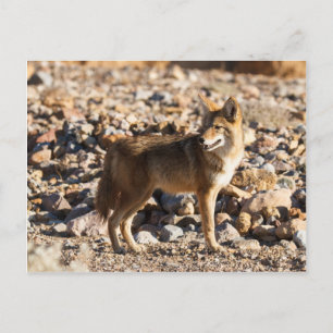 Carte Postale Oeil attentif