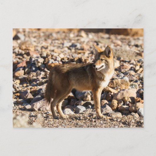 Carte Postale Oeil attentif (Devant)