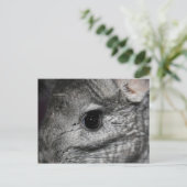 Carte Postale oeil chinchilla proche (Debout devant)
