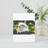 Carte Postale Oeil d'aigle (Debout devant)