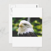 Carte Postale Oeil d'aigle (Devant / Derrière)