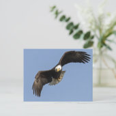 Carte Postale Oeil d'aigle (Debout devant)