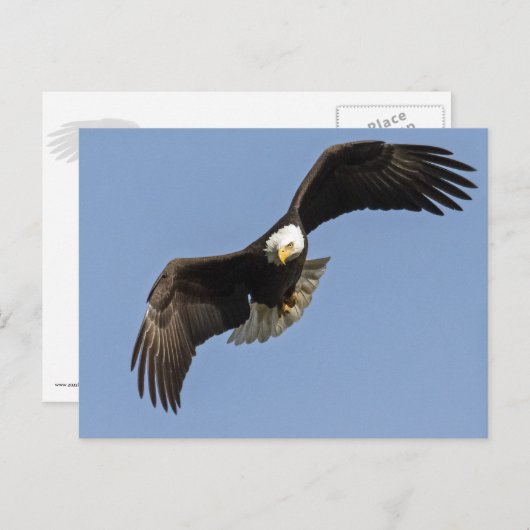 Carte Postale Oeil d'aigle (Devant / Derrière)