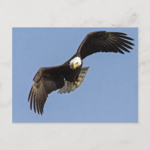 Carte Postale Oeil d'aigle