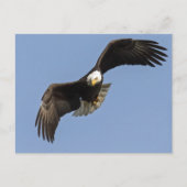 Carte Postale Oeil d'aigle (Devant)