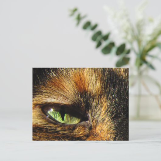Carte Postale Oeil de chat (Debout devant)