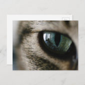 Carte postale oeil de chat (Devant / Derrière)