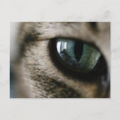 Carte postale oeil de chat (Devant)