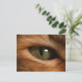 Carte postale oeil de chat (Debout devant)
