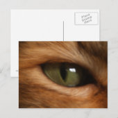Carte postale oeil de chat (Devant / Derrière)
