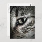 Carte Postale Oeil de chat artistique (Devant / Derrière)