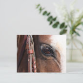 Carte Postale oeil de cheval (Debout devant)