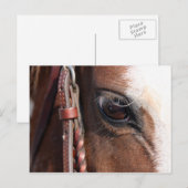 Carte Postale oeil de cheval (Devant / Derrière)