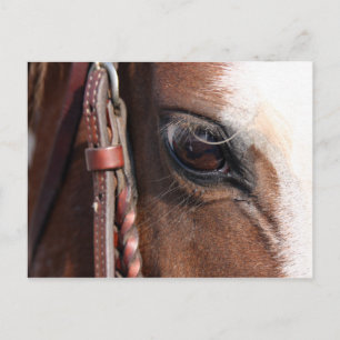 Carte Postale oeil de cheval