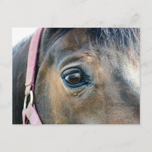 Carte Postale Œil de cheval (Devant)