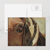 Carte Postale Oeil de Cheval Amish (Devant / Derrière)