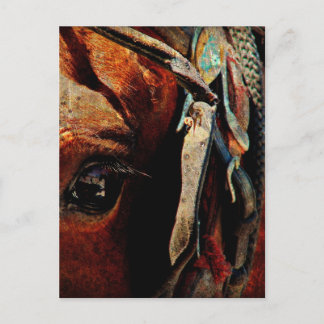 Carte Postale Oeil de Cheval Amish