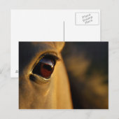 Carte Postale Oeil de cheval au coucher du soleil (Devant / Derrière)