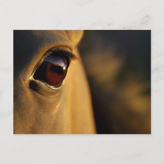 Carte Postale Oeil de cheval au coucher du soleil (Devant)