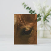 Carte Postale Œil de cheval empreint d'âme (Debout devant)