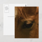 Carte Postale Œil de cheval empreint d'âme (Devant / Derrière)