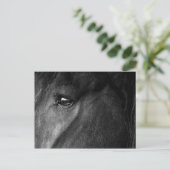 Carte Postale œil de cheval frison (Debout devant)