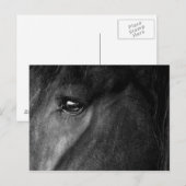 Carte Postale œil de cheval frison (Devant / Derrière)