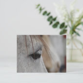 Carte Postale Oeil de Cheval gris (Debout devant)