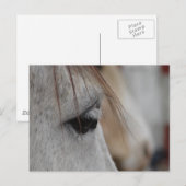 Carte Postale Oeil de Cheval gris (Devant / Derrière)