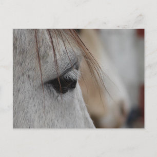Carte Postale Oeil de Cheval gris