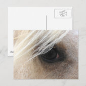 Carte Postale Oeil de cheval Palomino (Devant / Derrière)