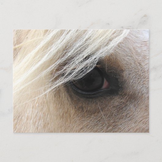Carte Postale Oeil de cheval Palomino (Devant)