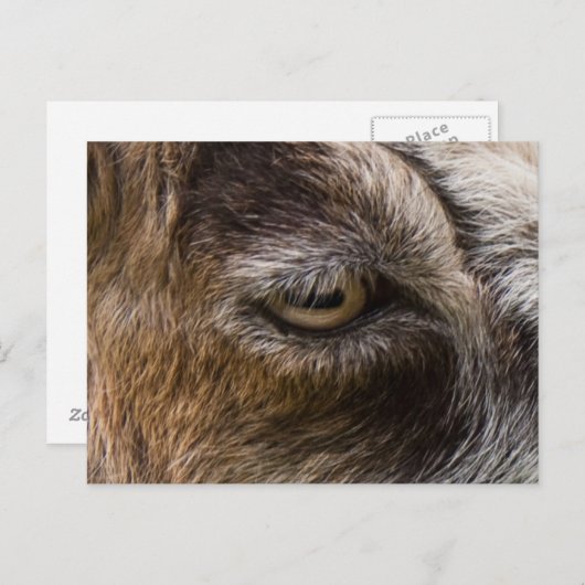 Carte postale oeil de chèvre (Devant / Derrière)