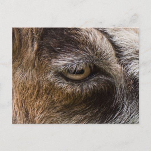 Carte postale oeil de chèvre (Devant)