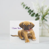 Carte Postale Oeil de chiot (Debout devant)