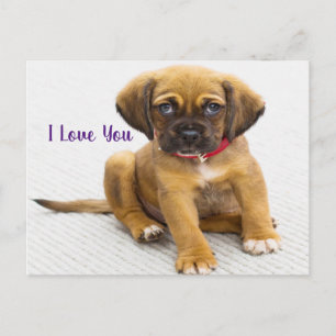 Carte Postale Oeil de chiot