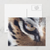 Carte Postale oeil de tigres (Devant / Derrière)