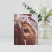 Carte Postale Oeil de vache (Debout devant)