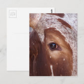 Carte Postale Oeil de vache (Devant / Derrière)
