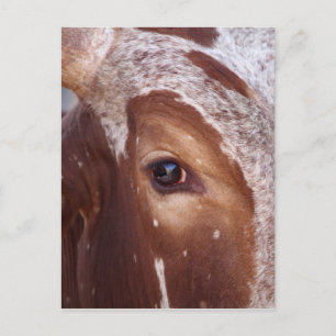 Carte Postale Oeil de vache