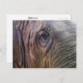 Carte Postale Oeil des éléphants (Devant / Derrière)