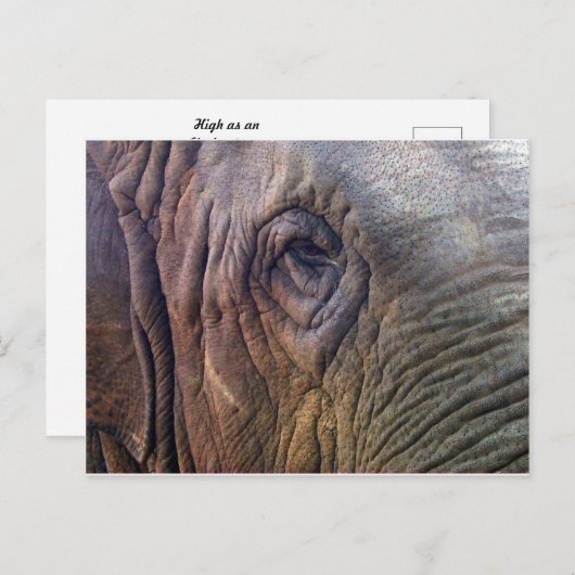 Carte Postale Oeil des éléphants (Devant / Derrière)