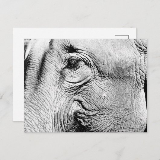 Carte Postale Oeil des éléphants, 2017 (Devant / Derrière)