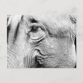 Carte Postale Oeil des éléphants, 2017 (Devant)